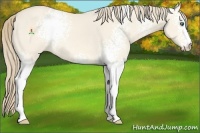 Horse Color:White Spotted Perlino Dun 