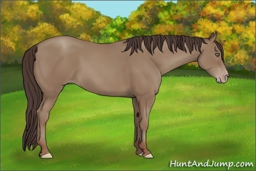 Horse Color:Classic Champagne 