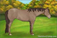 Horse Color:Classic Champagne 