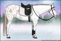 Horse Color:Bay Ice Roan Appaloosa