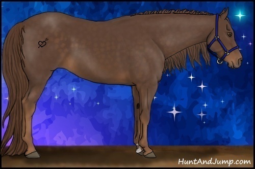 Horse Color:Liver Chestnut Sabino