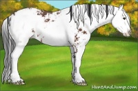 Horse Color:Bay Sabino