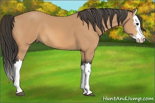 Horse Color:Buckskin Splash 