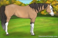 Horse Color:Buckskin Splash