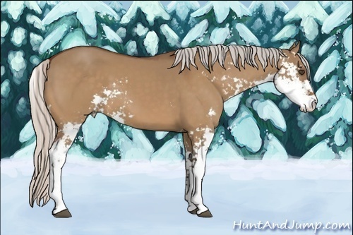 Horse Color:Silver Bay Dun Sabino 
