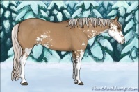 Horse Color:Silver Bay Dun Sabino 