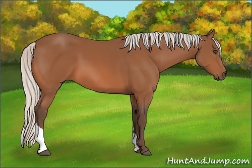 Horse Color:Unknown 
