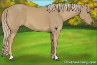 Horse Color:Palomino 