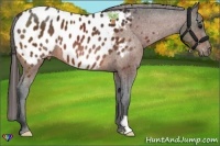 Horse Color:Bay Frame Appaloosa 