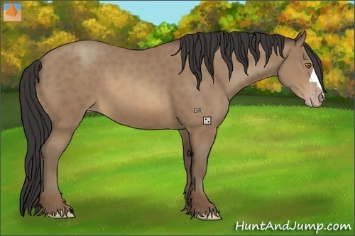 Horse Color:Sable Champagne 