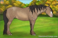 Horse Color:Sable Champagne 