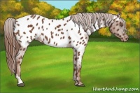 Horse Color:Chestnut Tobiano Appaloosa 