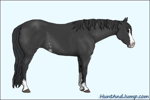Horse Color:Unknown 