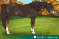 Horse Color:Liver Chestnut 