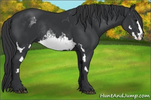 Horse Color:White Spotted Black Frame Rabicano 