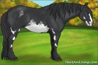 Horse Color:White Spotted Black Frame Rabicano