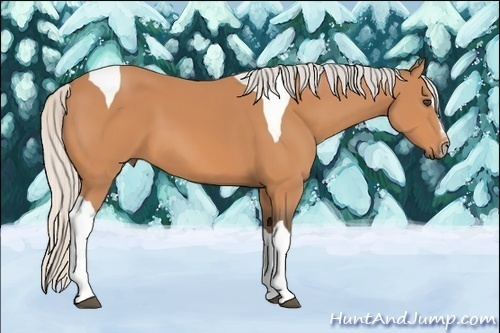 Horse Color:Silver Bay Sabino Tobiano 