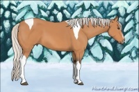 Horse Color:Silver Bay Sabino Tobiano