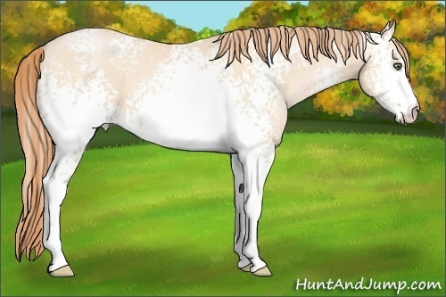 Horse Color:White Spotted Buckskin Pearl