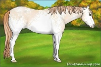 Horse Color:White Spotted Buckskin Pearl 