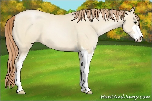 Horse Color:Smoky Grullo Pearl Sabino