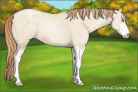 Horse Color:Smoky Grullo Pearl Sabino