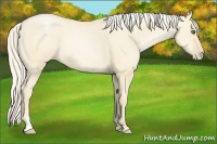 Horse Color:Palomino Pearl Dun Sabino 