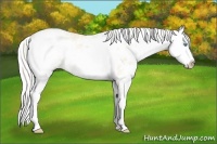 Horse Color:Cremello Dun Sabino 