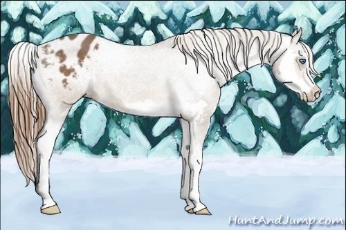 Horse Color:Buckskin Splash Frame Appaloosa 