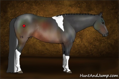 Horse Color:Brown Tobiano Rabicano