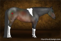 Horse Color:Brown Tobiano Rabicano