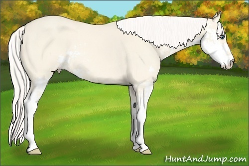Horse Color:Cremello Dun Sabino