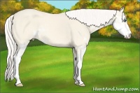 Horse Color:Cremello Dun Sabino