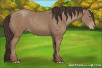 Horse Color:Classic Champagne Rabicano
