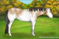 Horse Color:White Spotted Buckskin