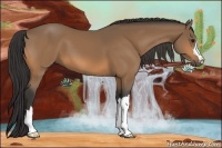 Horse Color:Buckskin 