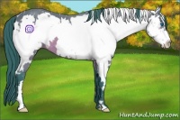 Horse Color:Watercolor White Spotted Bay Splash Frame 