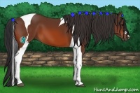 Horse Color:Bay Tobiano 
