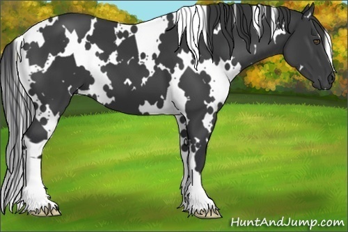 Horse Color:White Spotted Black