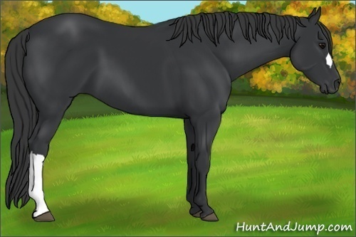 Horse Color:Black 