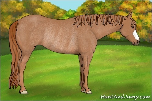 Horse Color:Chestnut Frame Rabicano 