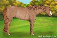 Horse Color:Chestnut Frame Rabicano 