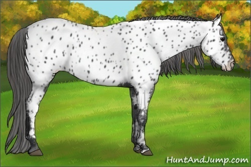 Horse Color:Black Appaloosa 