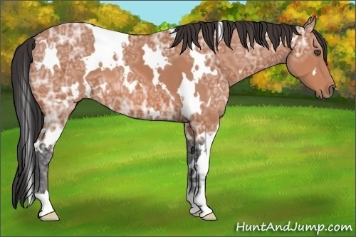Horse Color:White Spotted Bay Ice 