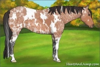 Horse Color:White Spotted Bay Ice 