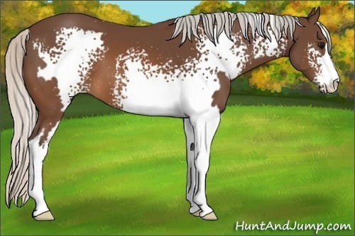 Horse Color:White Spotted Silver Brown Sabino Frame 