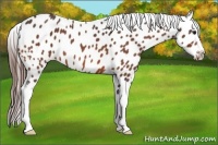 Horse Color:Bay Roan Frame Appaloosa 