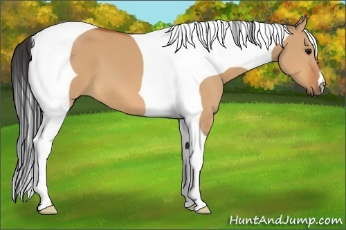 Horse Color:Bay Dun Tobiano