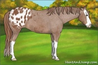 Horse Color:Chestnut Splash Appaloosa 