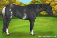 Horse Color:White Spotted Black